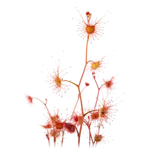 Drosera gracilis