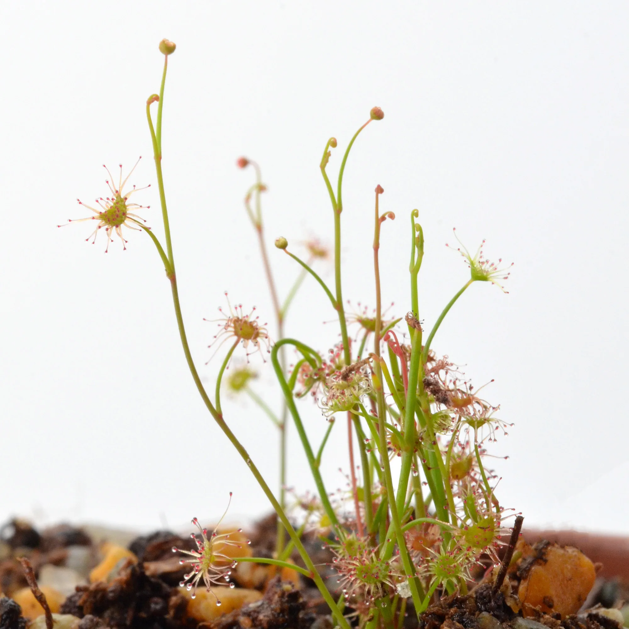 Drosera graniticola