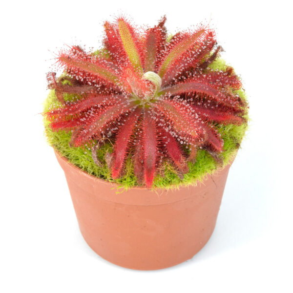 Drosera graomogolensis