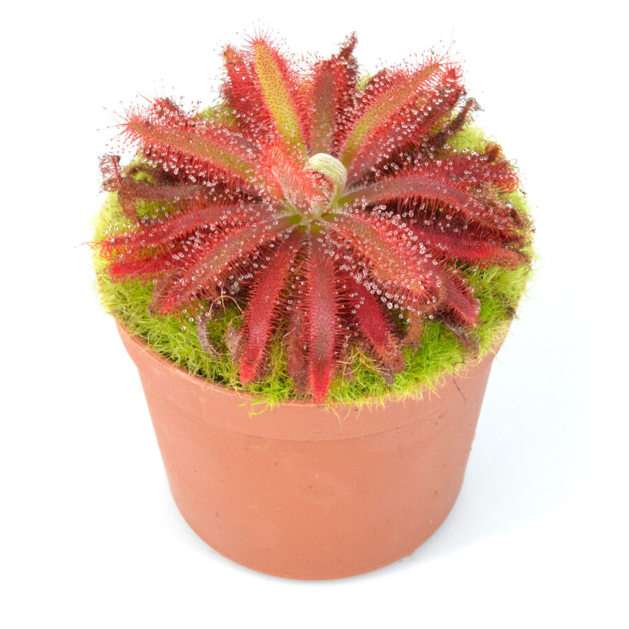 Drosera graomogolensis