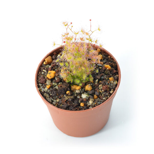 Drosera gunniana [Para Wirra, South Australia]