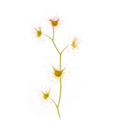 Drosera gunniana [Para Wirra, South Australia] 