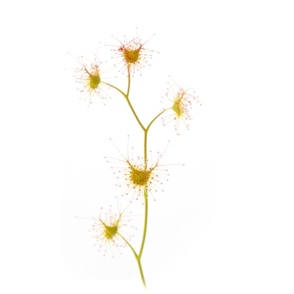 Drosera gunniana [Para Wirra, South Australia]