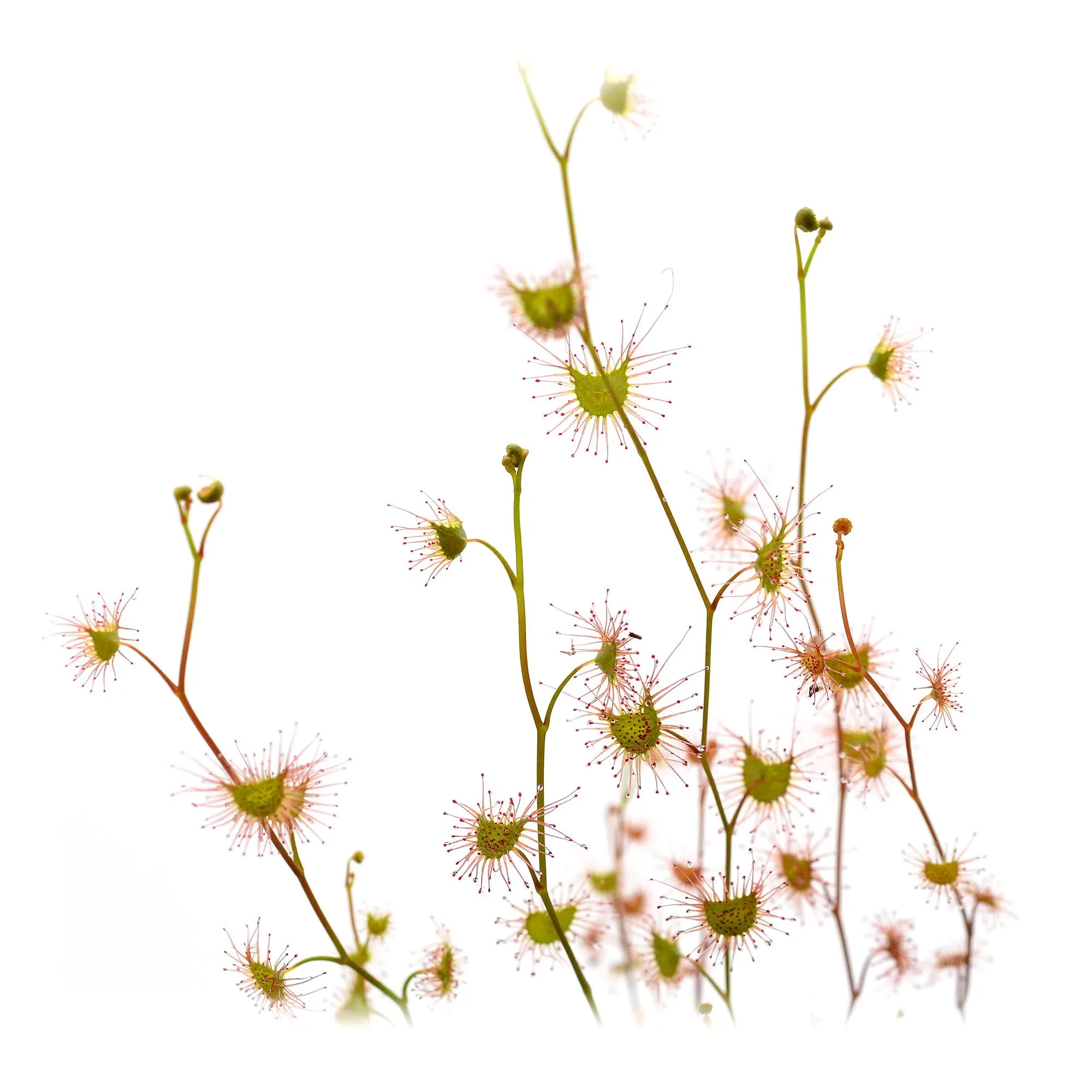 Drosera gunniana red form