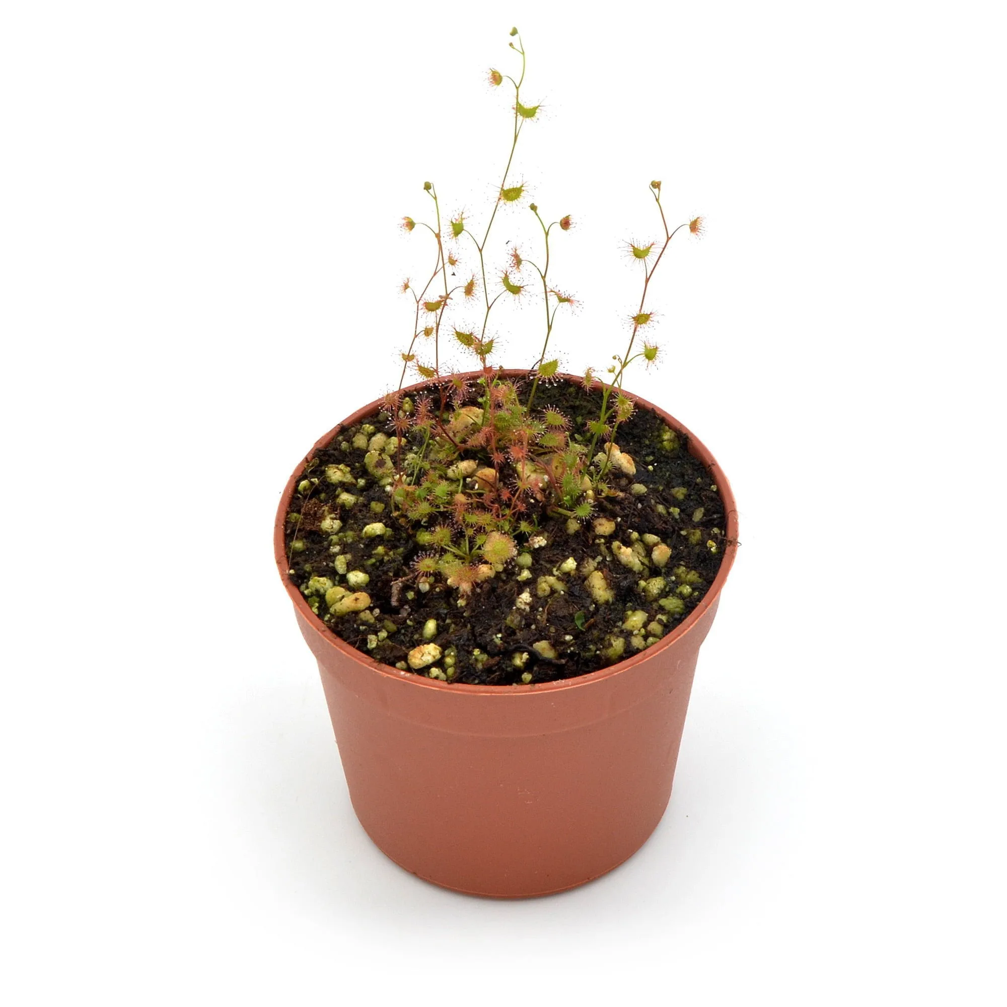 Drosera gunniana red form