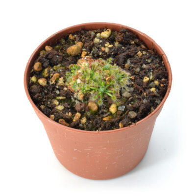 Drosera helodes Great Northern Highway Form