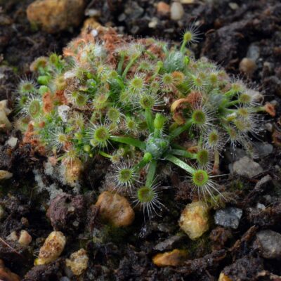 Drosera helodes Great Northern Highway Form 