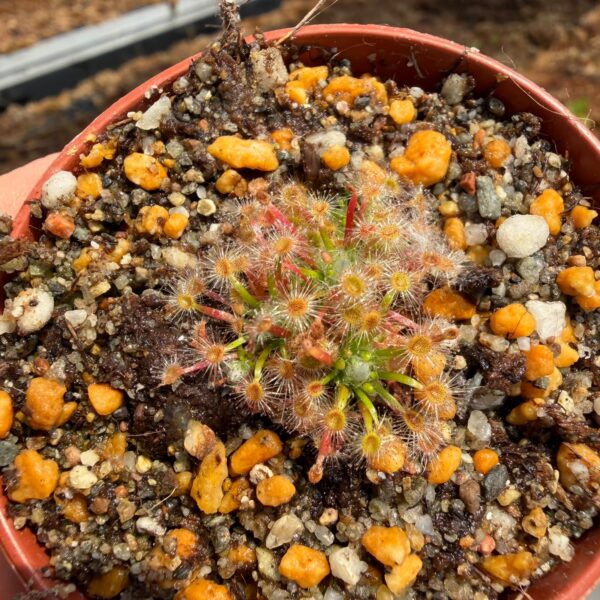 Drosera helodes Great Northern Highway Form