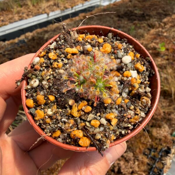 Drosera helodes Great Northern Highway Form