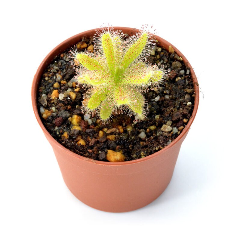Drosera hilaris