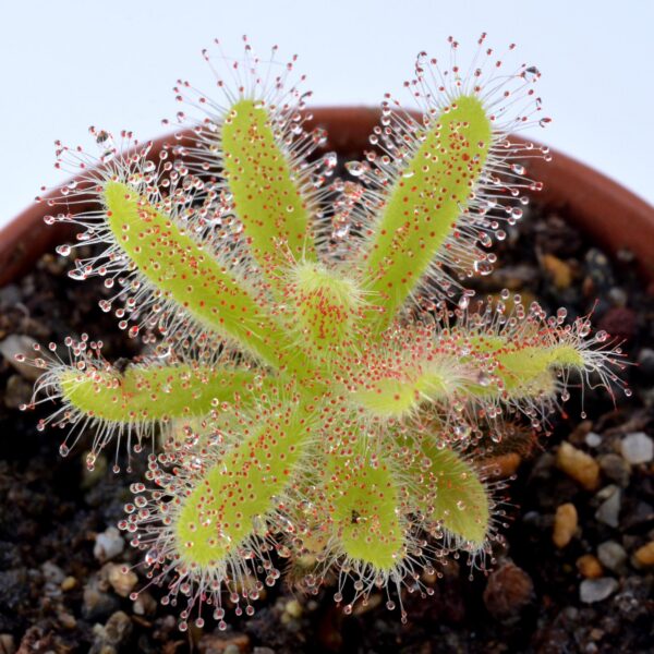 Drosera Hilaris [Sir Lowry's Pass, Republic of South Africa]