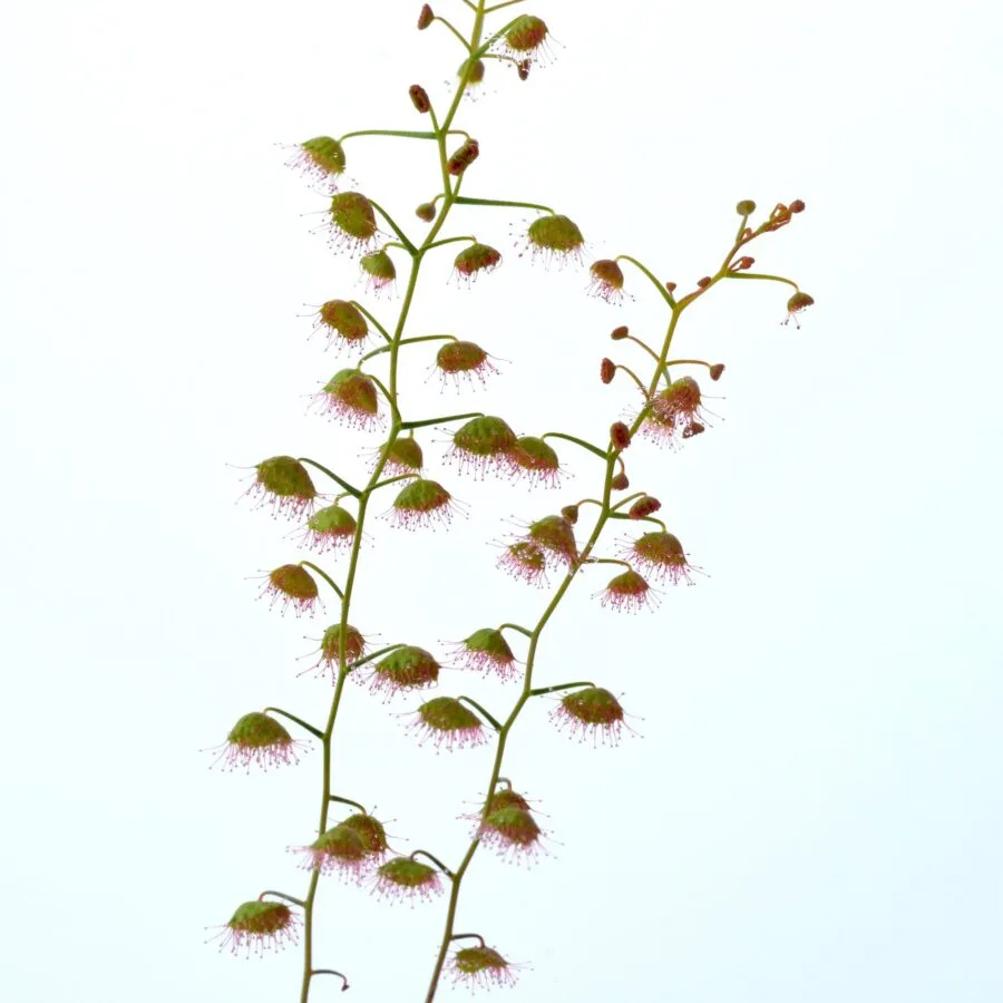 Drosera hirsuta