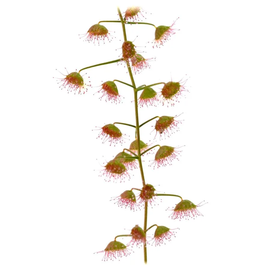 Drosera hirsuta