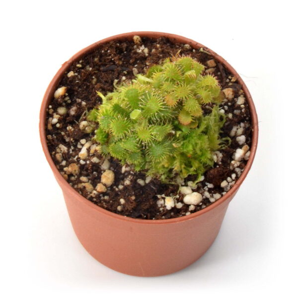 Drosera hirticalyx