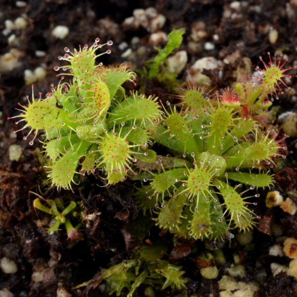 Drosera hirticalyx [Venezuela]
