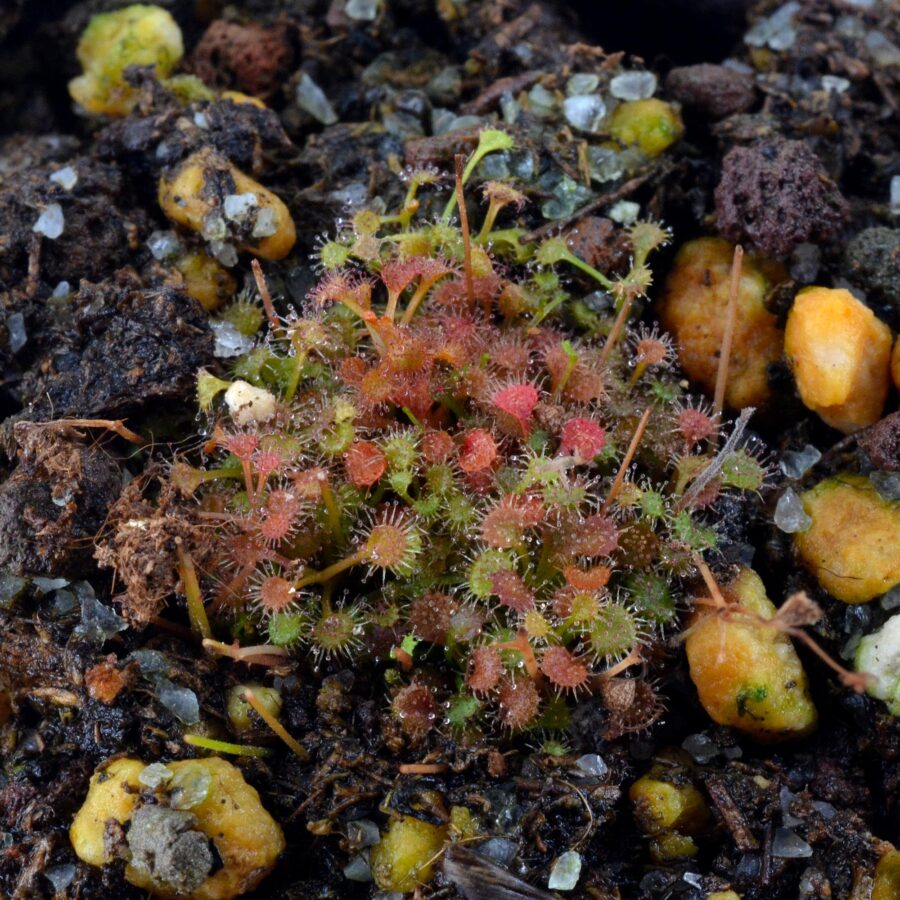 Drosera hugelii [Western Australia]