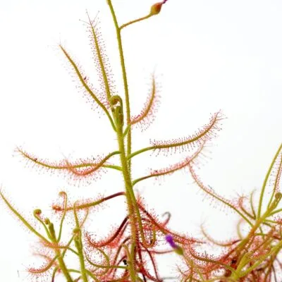 Drosera indica "Red"
