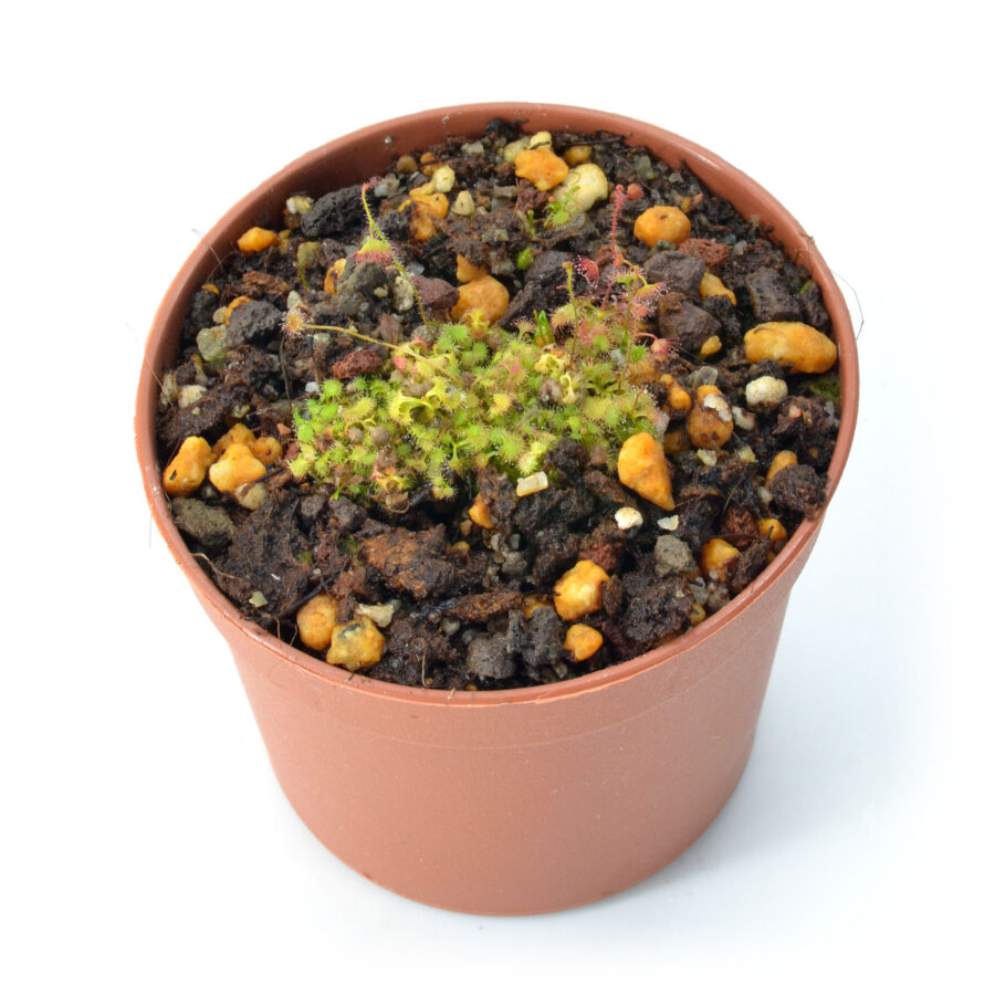 Drosera indumenta