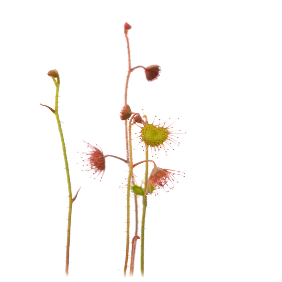 Drosera indumenta