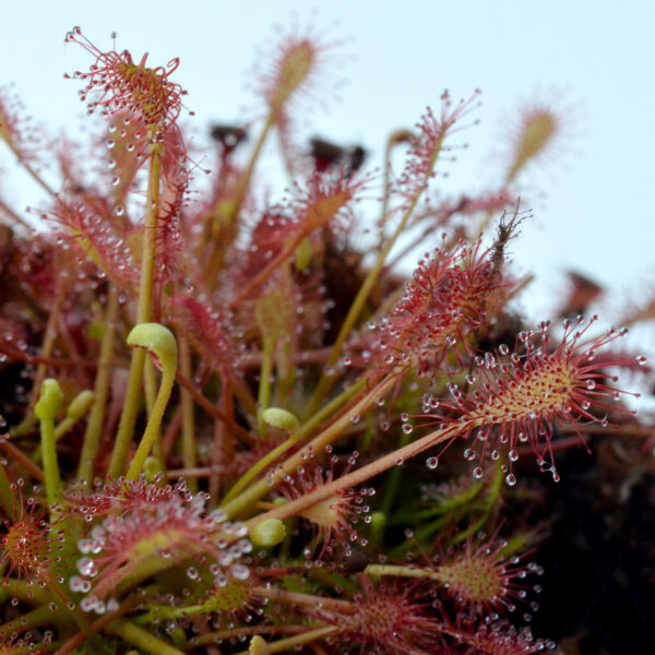 Drosera intermedia "Carolina Giant"
