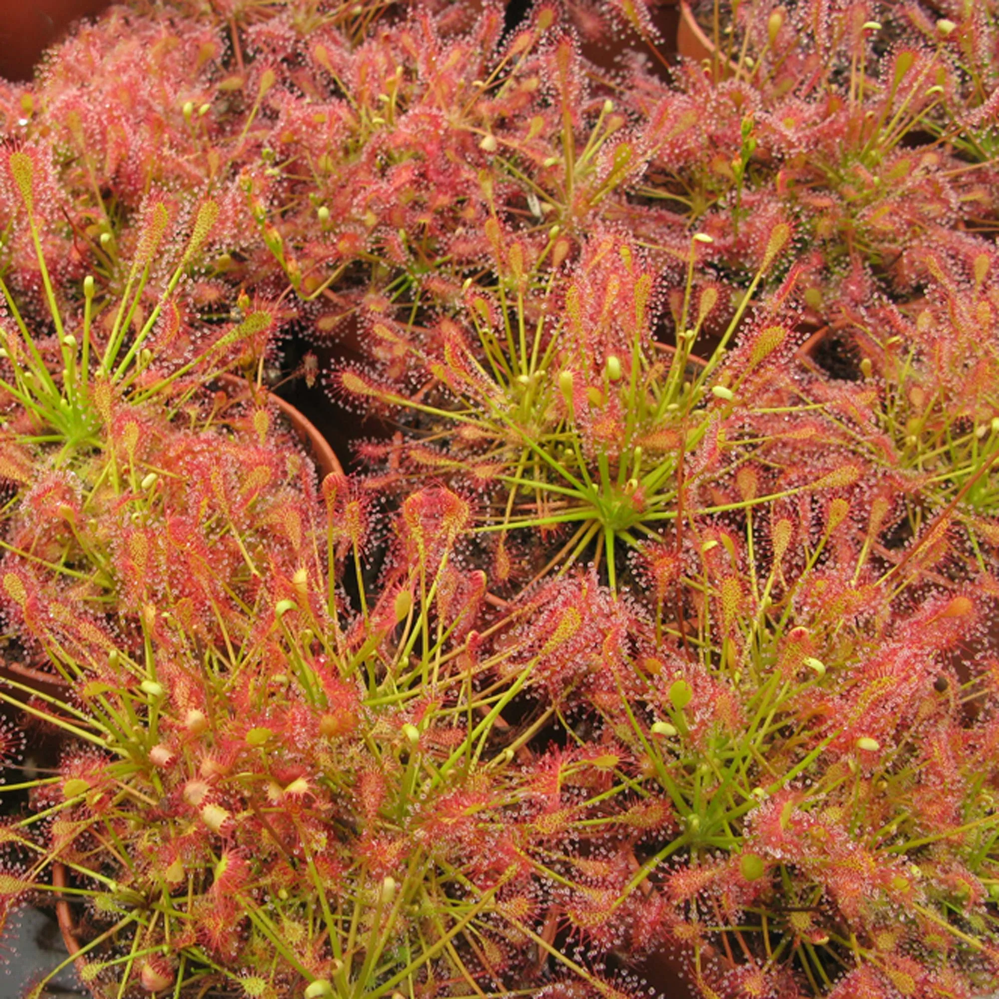 Drosera intermedia