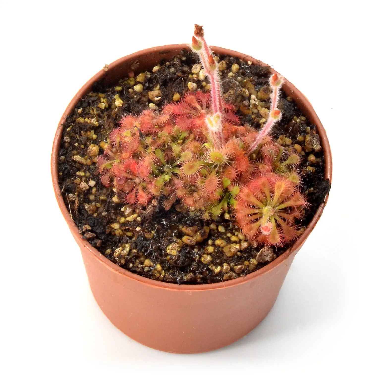 Drosera kaieteurensis [Chimantá Tepui, Parque Nacional Canaima, Venezuela]