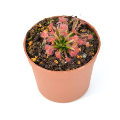 Drosera lanata [Northern Territory, Australia] x dilatato petiolaris