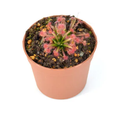 Drosera lanata [Northern Territory, Australia] x dilatato petiolaris