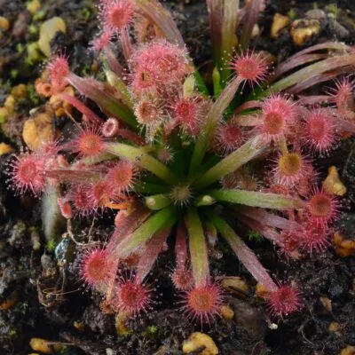 Drosera lanata [Northern Territory, Australia] x dilatato petiolaris