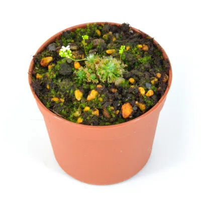 Drosera minutiflora [Western Australia]