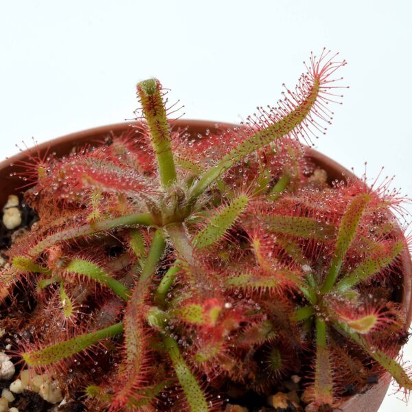 Drosera latifolia [Caminho do Mar]