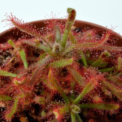 Drosera latifolia [Joaquim Murtinho, Piraí do Sul, Paraná Brazil]