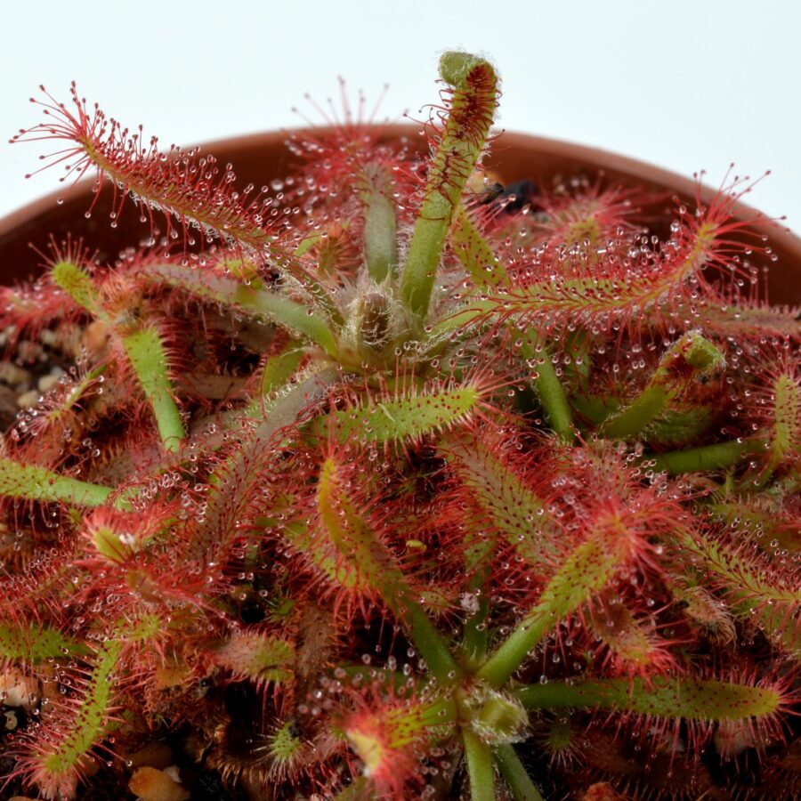 Drosera latifolia [Joaquim Murtinho, Piraí do Sul, Paraná Brazil]