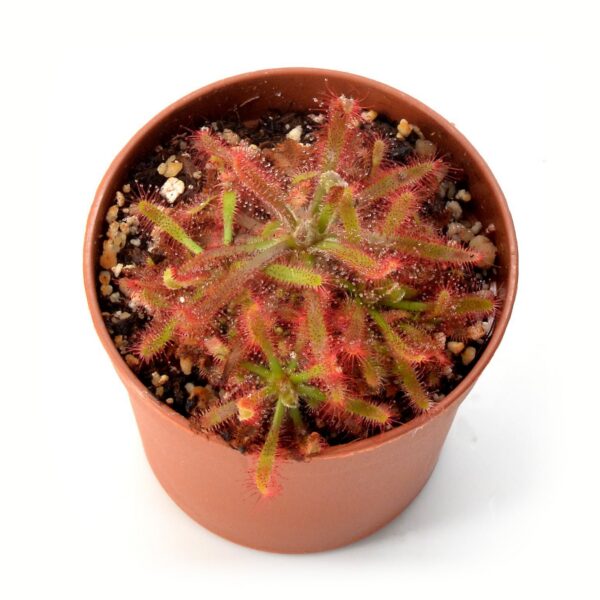 Drosera latifolia [Caminho do Mar]