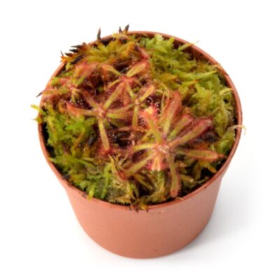 Drosera latifolia [Joaquim Murtinho, Piraí do Sul, Paraná Brazil]