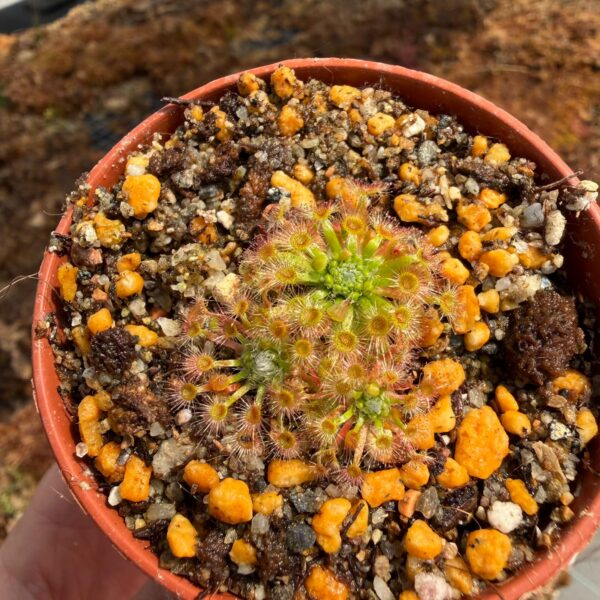 Drosera leucoblasta Giant Flowers 