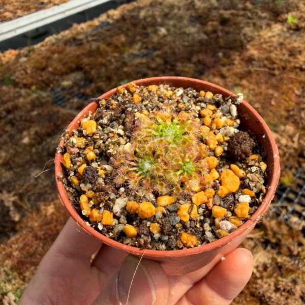 Drosera leucoblasta Giant Flowers 