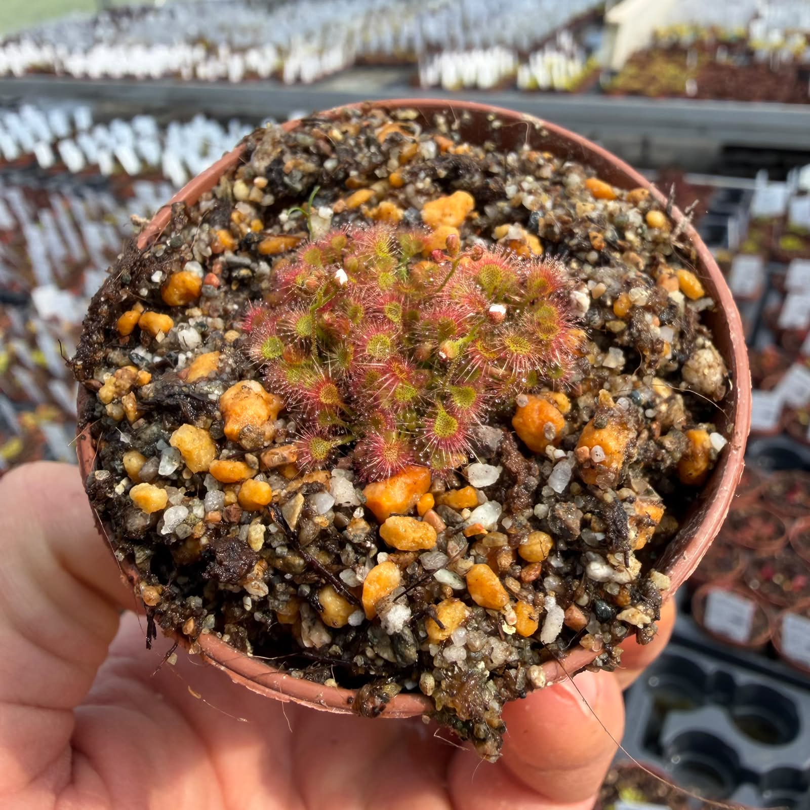 Drosera leucostigma
