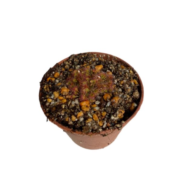 Drosera leucostigma