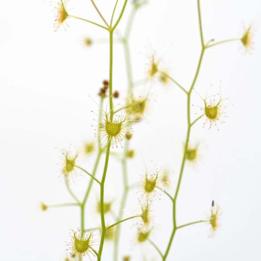 Drosera lunata