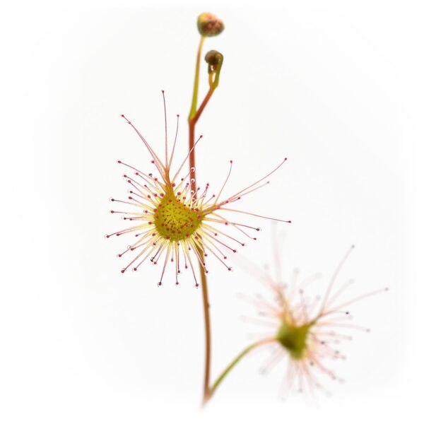 Drosera lunata [Castlereagh, New South Wale]