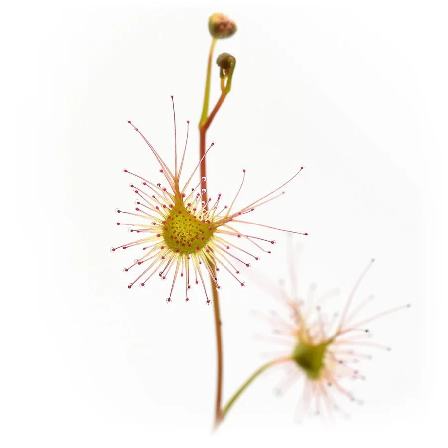 Drosera lunata