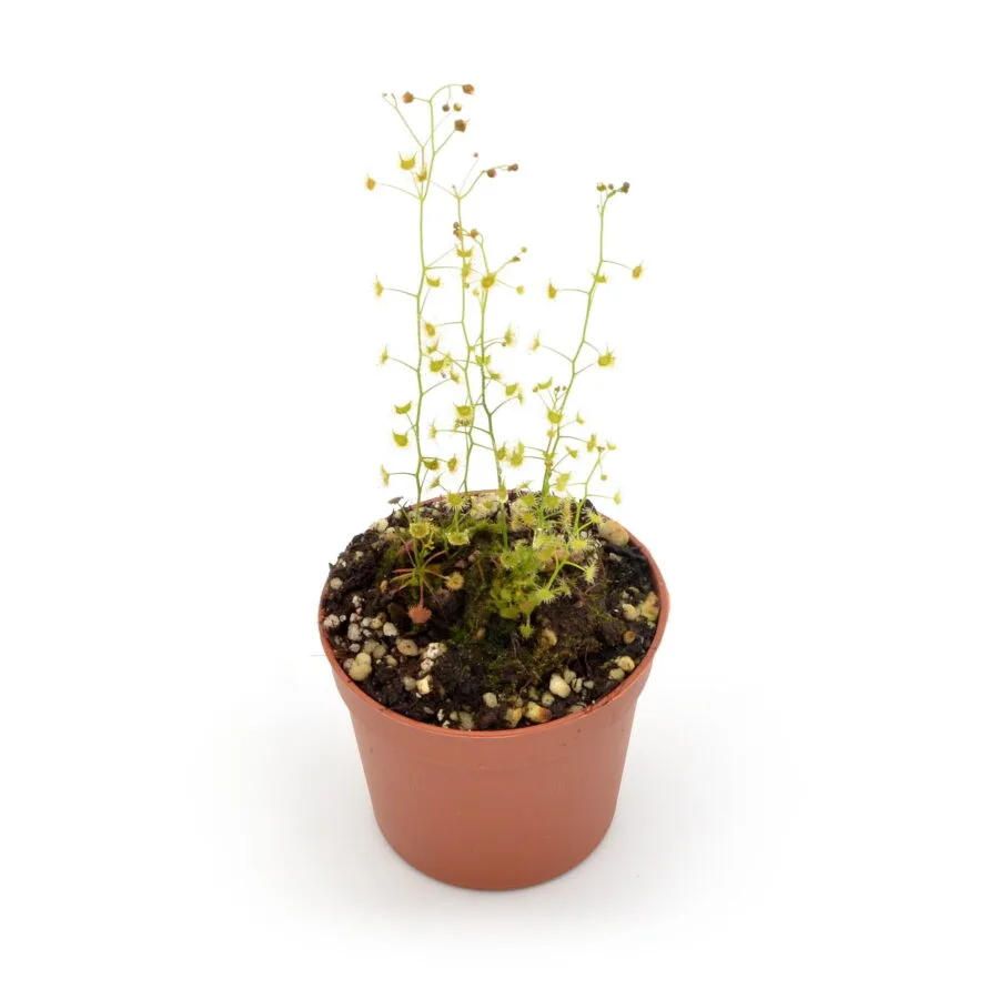 Drosera lunata