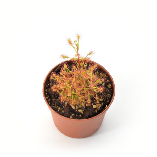 Drosera madagascariens