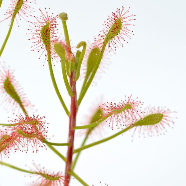 Drosera madagascariens
