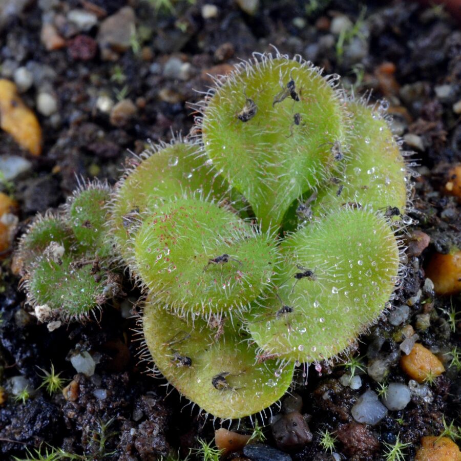 Drosera magna