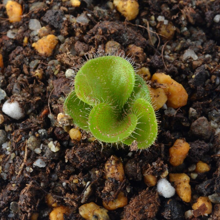 Drosera magna