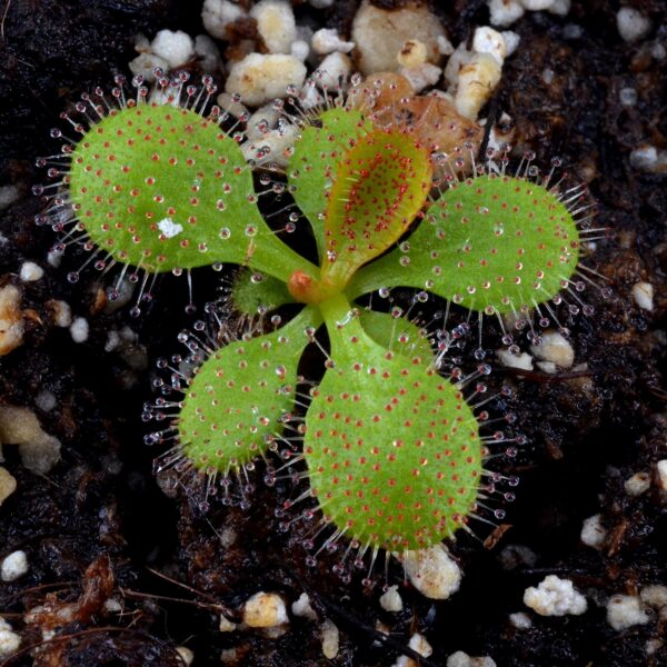 Drosera major (Allen Lowrie)