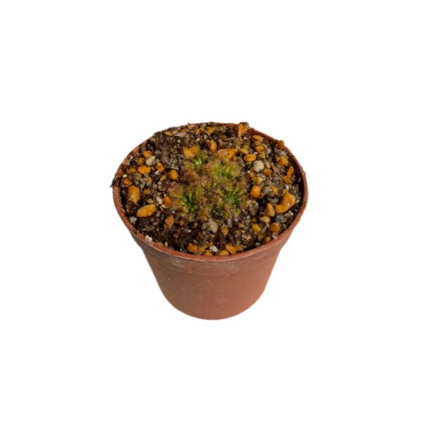 Drosera mannii