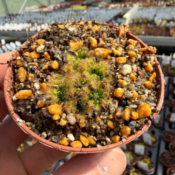 Drosera mannii